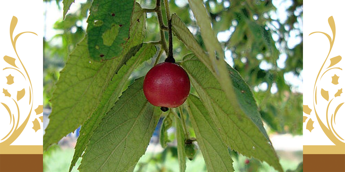 Buah Ini Ternyata Memiliki Banyak Manfaat Bagi Tubuh Buah Ini Ternyata Memiliki Banyak Manfaat Bagi Tubuh